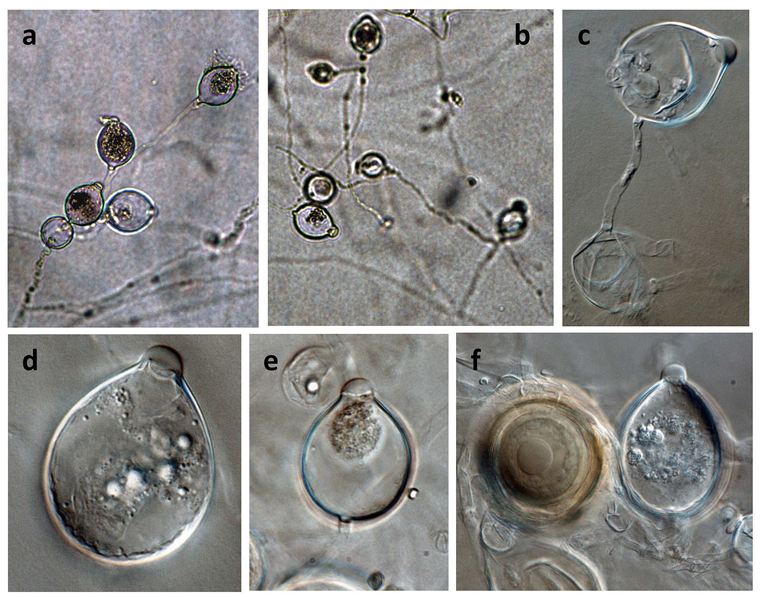   Phytophthora ideai  (ex-type CPHST BL 38) asexual phase: (andash;f) sporangia papillate, persistent, showing external proliferation (c) and produced in simple and in irregular lax sympodium sporangiophores (a, b); (f) papillate sporangium and gold oospore; photos by Gloria Abad, USDA-APHIS-PPQ. 
